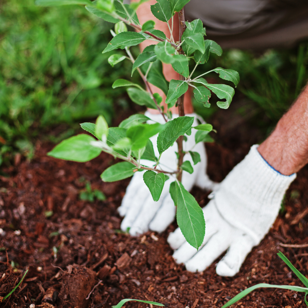 Why Irrigation is Essential, and Why Need to Pick the Right Garden Services?