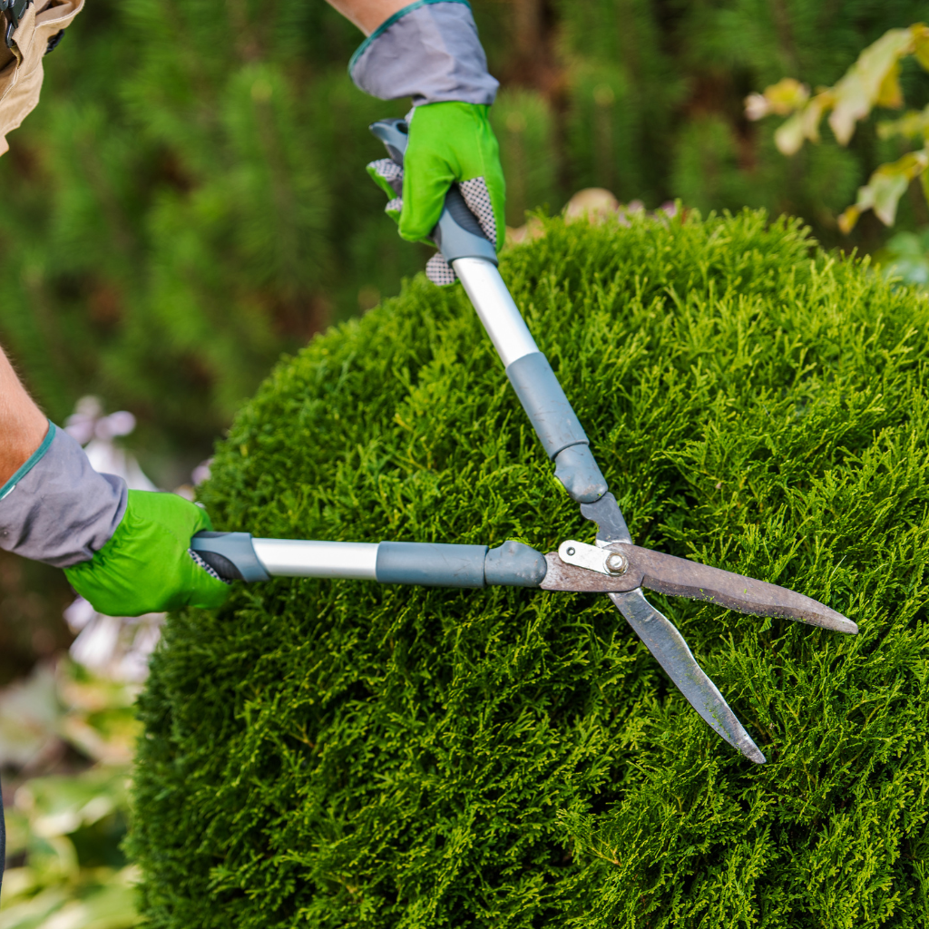 Importance of Trimming and Pruning for Plants and Trees in UAE