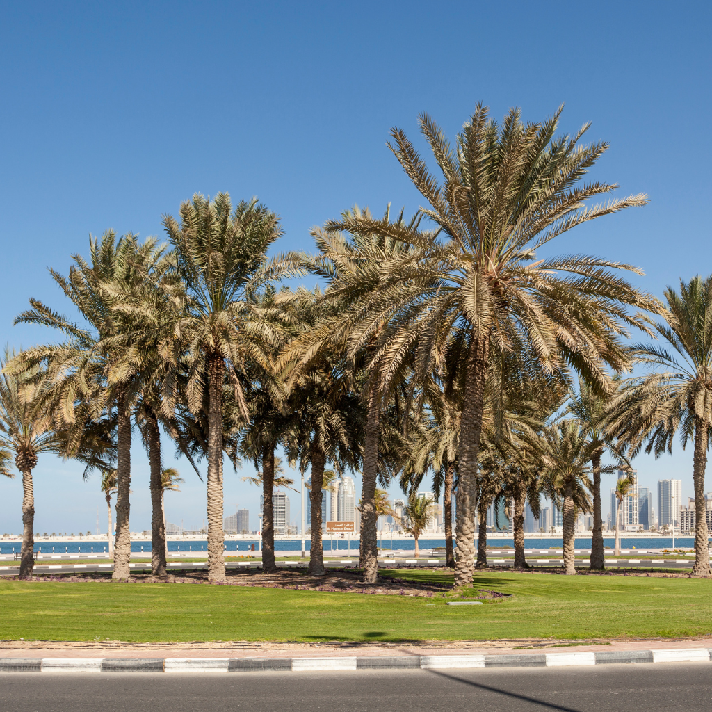 Seasonal Palm Tree Cleaning in Dubai: When and How to Maintain Your Palms