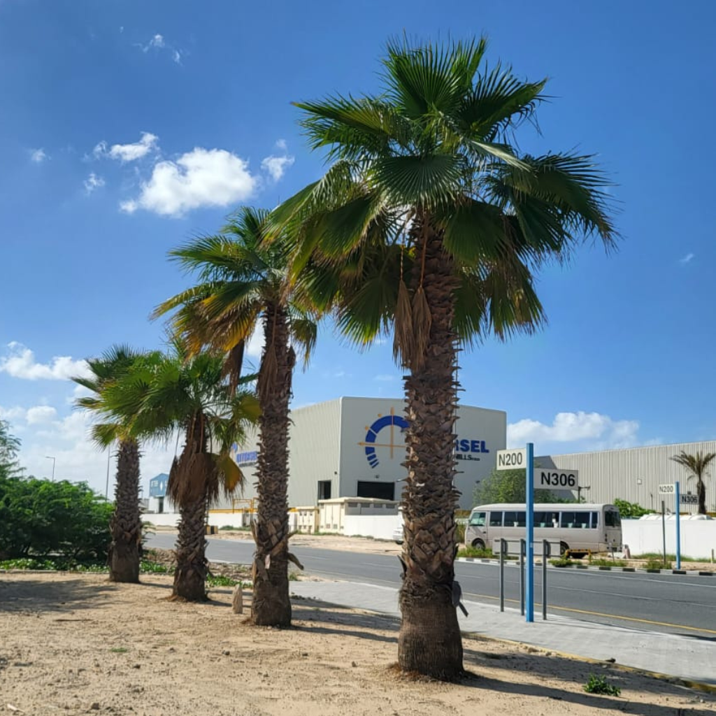 palm-tree-leaves-trimming