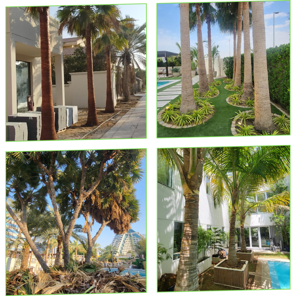 palm-tree-maintenance-and-cleaning-services