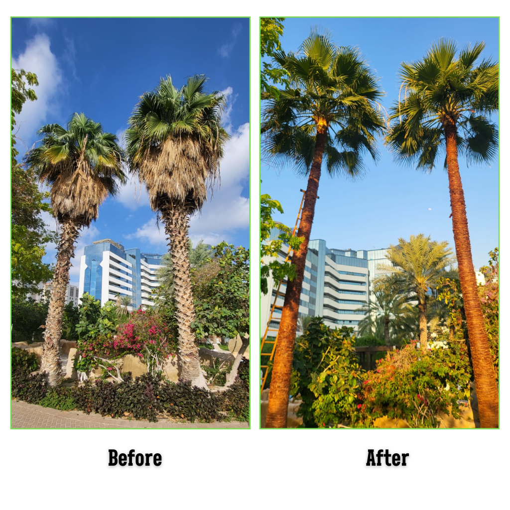 palm-tree-maintenance-in-dubai