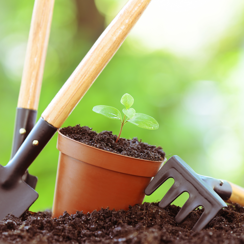 Gardening Tips for Winter Time in Dubai: Keep Your Garden Thriving with Professional Care