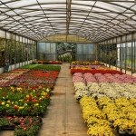 Best Indoor and Outdoor Plants for Dubai’s Climate: Clean Deal Gardens Nursery Guide