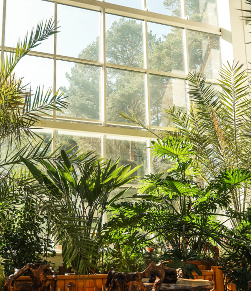 Top 10 Indoor Plants Perfect for UAE Weather