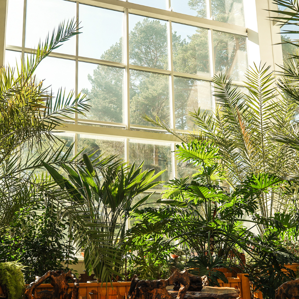 Top 10 Indoor Plants Perfect for UAE Weather