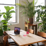 The Role of Indoor Plants in Creating a Sustainable and Healthy Work Environment