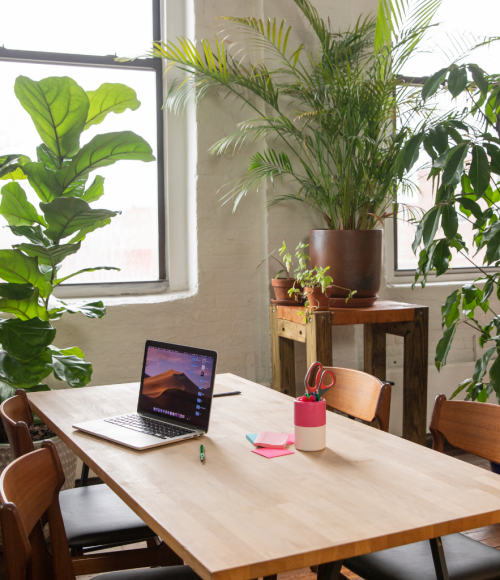 The Role of Indoor Plants in Creating a Sustainable and Healthy Work Environment