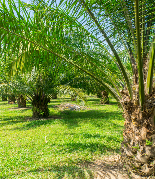 How Palm Trees Enhance Your UAE Home: Benefits You Should Know