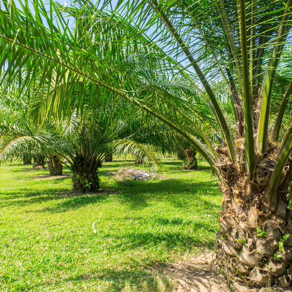 How Palm Trees Enhance Your UAE Home: Benefits You Should Know