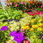 Seasonal Flower Planting Guide for Year-Round Color in the UAE