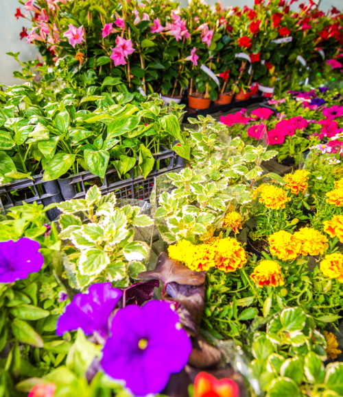 Seasonal Flower Planting Guide for Year-Round Color in the UAE