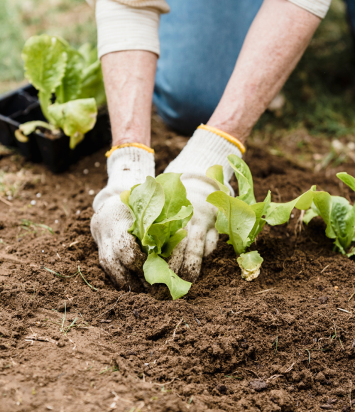 Winter Vegetable Gardening in the UAE: What to Grow & How