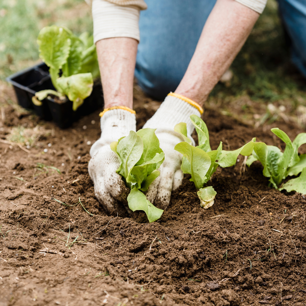 Winter Vegetable Gardening in the UAE: What to Grow & How