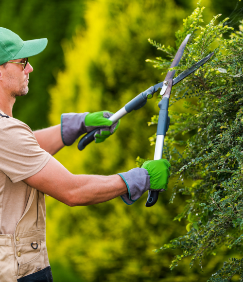 Gardening with Native Plants in the UAE: Benefits  and Tips for 2025