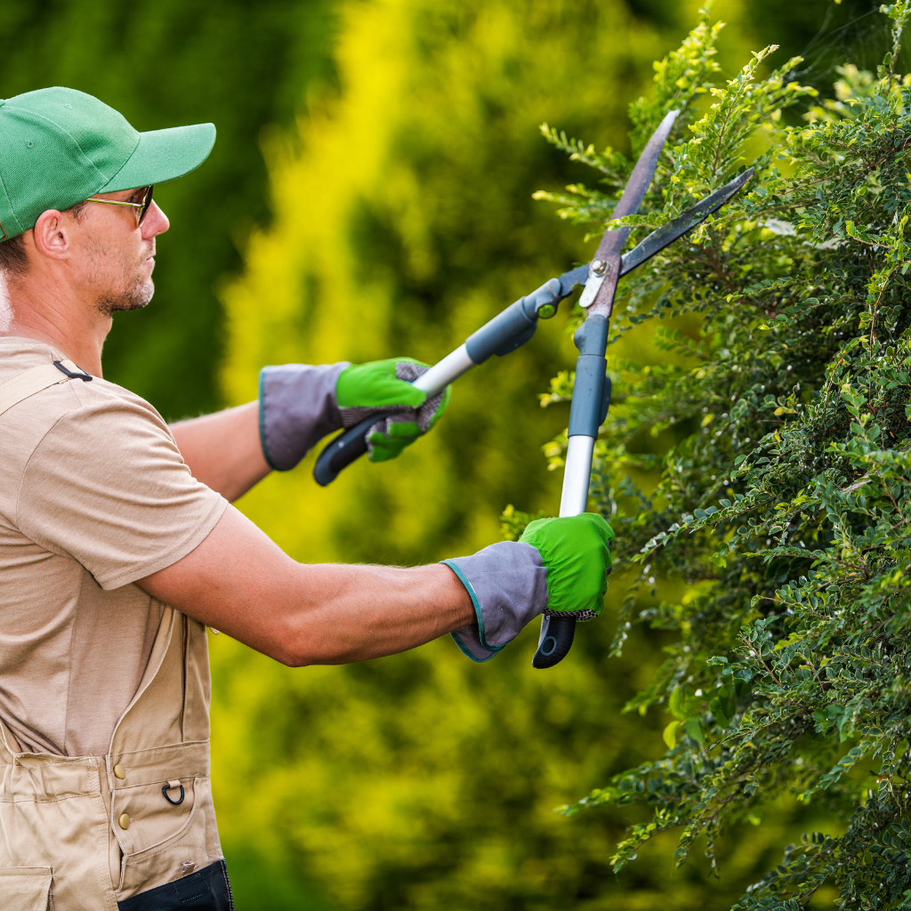 Gardening with Native Plants in the UAE: Benefits  and Tips for 2025