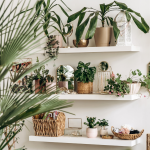 Indoor Plants for UAE Homes: Top Picks for 2025